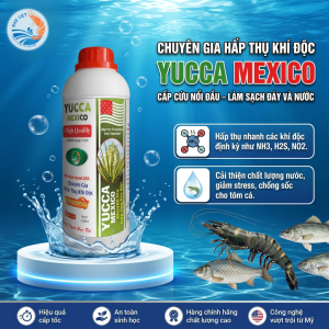 YUCCA MEXICO - Hấp thụ khí độc