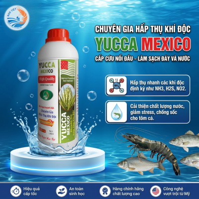 YUCCA MEXICO - Hấp thụ khí độc