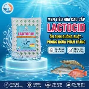 LACTOCID - Men tiêu hóa cao cấp