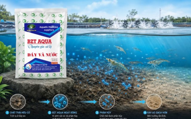 BZT AQUA hỗ trợ hệ vi sinh có lợi phân hủy chất hữu cơ, giúp đáy ao sạch hơn và hạn chế phát sinh khí độc.