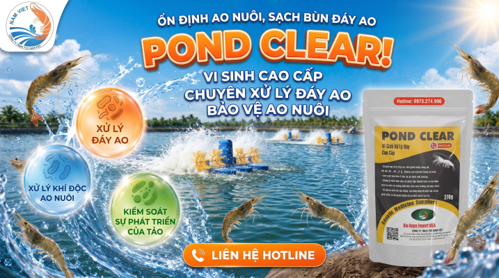 Đáy Ao Nuôi Tôm Ô Nhiễm: Nguyên Nhân, Hệ Quả Và Cách Xử Lý Triệt Để Bằng Vi Sinh POND CLEAR